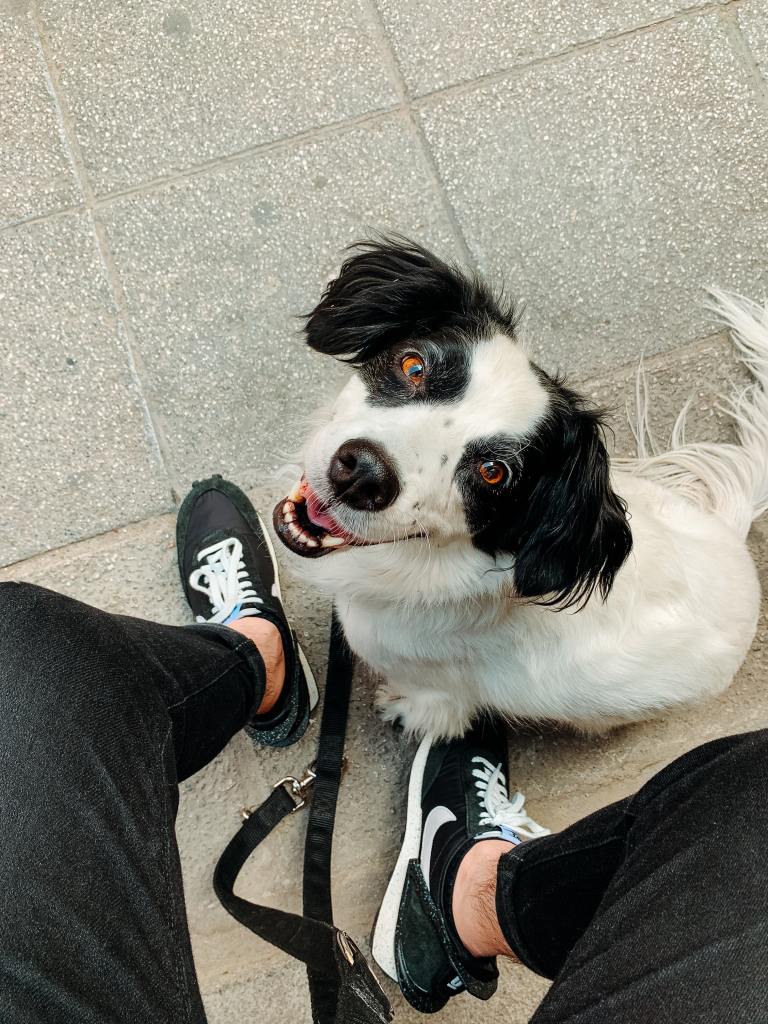 Rescue dog photo by Eduardo Arcos via Unsplash