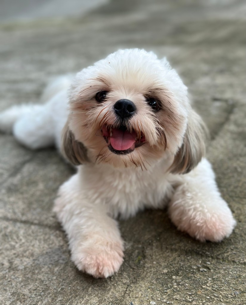 Tom the Shih Tzu