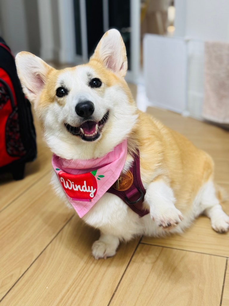 Windy in her pink back-to-school bandana and red harness