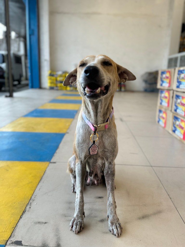 Lola Daisy the Aspin